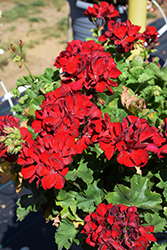 Calliope Medium Dark Red Geranium (Pelargonium 'Calliope Medium Dark Red') at Creekside Home & Garden