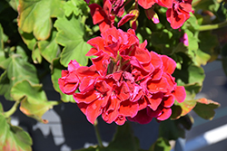 Calliope Medium Crimson Flame Geranium (Pelargonium 'Calliope Medium Crimson Flame') at Creekside Home & Garden