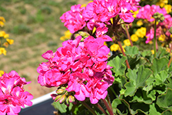 Calliope Large Pink Geranium (Pelargonium 'Calliope Large Pink') at Creekside Home & Garden