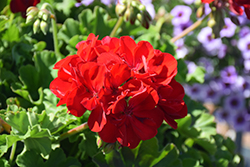 Calliope Large Dark Red Geranium (Pelargonium 'Calliope Large Dark Red') at Creekside Home & Garden