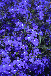 Techno Dark Blue Lobelia (Lobelia erinus 'Techno Dark Blue') at Creekside Home & Garden