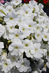 Sanguna White Petunia (Petunia 'Sanguna White') at Creekside Home & Garden