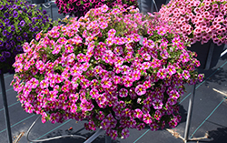 Superbells Rising Star Calibrachoa (Calibrachoa 'KLECA16006') at Creekside Home & Garden