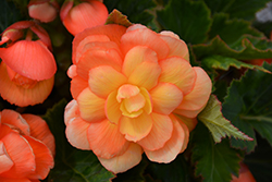 Illumination Apricot Shades Begonia (Begonia 'Illumination Apricot Shades') at Creekside Home & Garden