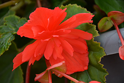 Illumination Rose Begonia (Begonia 'Illumination Rose') at Creekside Home & Garden