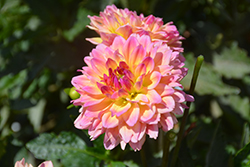 Dahlinova Hypnotica Rose Bicolor Dahlia (Dahlia 'Hypnotica Rose Bicolor') at Creekside Home & Garden