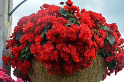 Vermillion Red Begonia (Begonia x hiemalis 'Vermillion Red') at Creekside Home & Garden