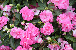 Rockapulco Rose Impatiens (Impatiens 'BALOLESTOP') at Creekside Home & Garden