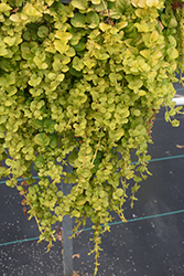 Goldii Creeping Jenny (Lysimachia nummularia 'Goldii') at Creekside Home & Garden