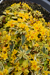 Waikiki Sunset Loosestrife (Lysimachia congestiflora 'Waikiki Sunset') at Creekside Home & Garden