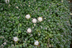 String Of Pearls (Senecio rowleyanus) at Creekside Home & Garden