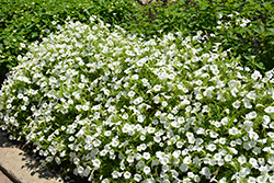 Supertunia Vista Snowdrift Petunia (Petunia 'BBTUN04401') at Creekside Home & Garden