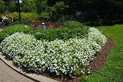 Supertunia Vista Snowdrift Petunia (Petunia 'BBTUN04401') at Creekside Home & Garden