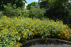 Suncredible Yellow (Helianthus 'Suncredible Yellow') at Creekside Home & Garden