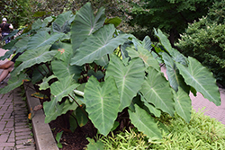 Heart of the Jungle Elephant Ear (Colocasia esculenta 'Heart of the Jungle') at Creekside Home & Garden