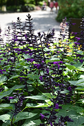 Rockin' Deep Purple Sage (Salvia 'BBSAL09001') at Creekside Home & Garden