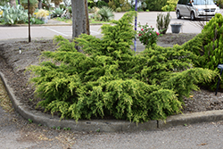 Gold Coast Juniper (Juniperus x media 'Gold Coast') at Creekside Home & Garden