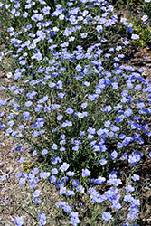Sapphire Perennial Flax (Linum perenne 'Sapphire') at Creekside Home & Garden