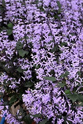 Mona Lavender Swedish Ivy (Plectranthus 'Mona Lavender') at Creekside Home & Garden