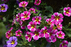 Superbells Rising Star Calibrachoa (Calibrachoa 'KLECA16006') at Creekside Home & Garden