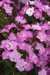 First Love Pinks (Dianthus 'First Love') at Creekside Home & Garden