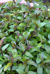 Chocolate Mint (Mentha x piperita 'Chocolate') at Creekside Home & Garden