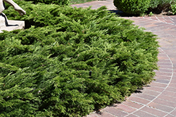 Calgary Carpet Juniper (Juniperus sabina 'Calgary Carpet') at Creekside Home & Garden