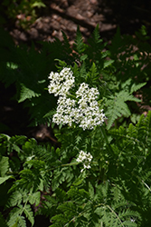 Sweet Cicely (Myrrhis odorata) at Creekside Home & Garden