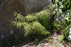 Trost's Dwarf European Birch (Betula pendula 'Trost's Dwarf') at Creekside Home & Garden