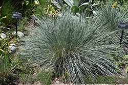 Saphirsprudel Blue Oat Grass (Helictotrichon sempervirens 'Saphirsprudel') at Creekside Home & Garden