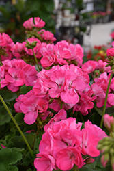 Dynamo Hot Pink Geranium (Pelargonium 'Dynamo Hot Pink') at Creekside Home & Garden