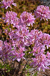 Orchid Lights Azalea (Rhododendron 'Orchid Lights') at Creekside Home & Garden