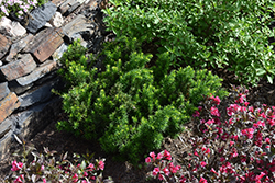 Morden Japanese Yew (Taxus cuspidata 'Morden') at Creekside Home & Garden