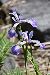 Blue Flag Iris (Iris versicolor) at Creekside Home & Garden