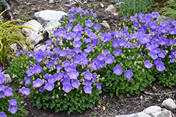 Rapido Blue Bellflower (Campanula carpatica 'Rapido Blue') at Creekside Home & Garden