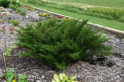 Savin Juniper (Juniperus sabina) at Creekside Home & Garden