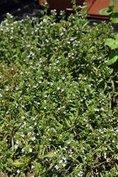 Summer Savory (Satureja hortensis) at Creekside Home & Garden