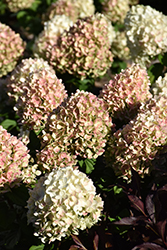 Little Lime Punch Hydrangea (Hydrangea paniculata 'SMNHPH') at Creekside Home & Garden