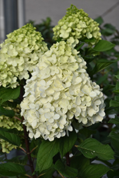 Little Lime Punch Hydrangea (Hydrangea paniculata 'SMNHPH') at Creekside Home & Garden