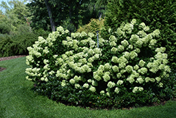 Little Lime Hydrangea (Hydrangea paniculata 'Jane') at Creekside Home & Garden