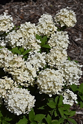 Tiny Quick Fire Hydrangea (Hydrangea paniculata 'SMNHPSB') at Creekside Home & Garden