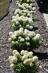 Tiny Quick Fire Hydrangea (Hydrangea paniculata 'SMNHPSB') at Creekside Home & Garden