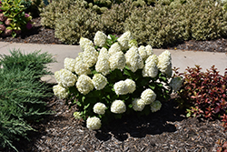 Little Lime Punch Hydrangea (Hydrangea paniculata 'SMNHPH') at Creekside Home & Garden