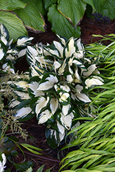 Fire and Ice Hosta (Hosta 'Fire and Ice') at Creekside Home & Garden