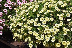 Cabaret Lemon Yellow Calibrachoa (Calibrachoa 'Cabaret Lemon Yellow') at Creekside Home & Garden