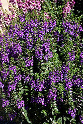 Archangel Purple Angelonia (Angelonia angustifolia 'Balarcpurpi') at Creekside Home & Garden