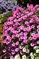 ColorRush Pink Petunia (Petunia 'Balcushink') at Creekside Home & Garden