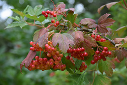 Wentworth Highbush Cranberry (Viburnum trilobum 'Wentworth') at Creekside Home & Garden