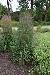 Rain Dance Bluestem (Andropogon gerardii 'Rain Dance') at Creekside Home & Garden