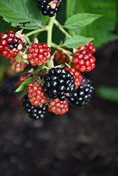 Chester Thornless Blackberry (Rubus 'Chester') at Creekside Home & Garden